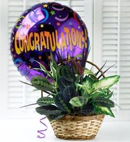 Congratulations Dish Garden Congratulations Dish Garden