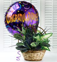Congratulations Dish Garden 