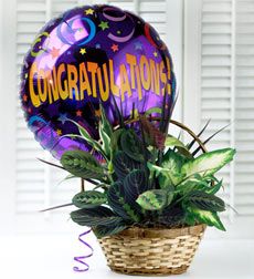Congratulations Dish Garden 