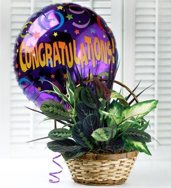 Congratulations Dish Garden 
