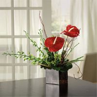 Contemporary Anthurium Garden 