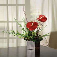 Contemporary Anthurium Garden 
