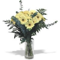 Cream White Gerbera Cream White Gerbera