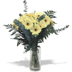 Cream White Gerbera