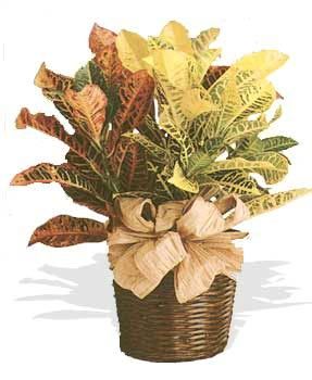 Croton Plant