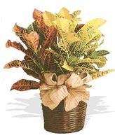 Croton Plant Croton Plant