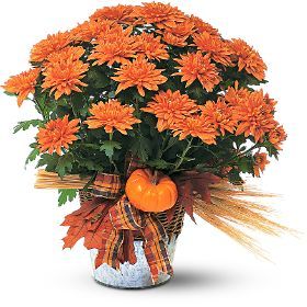 Cushion Mum Plant
