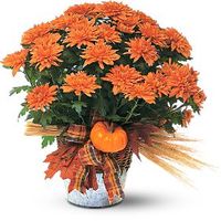 Cushion Mum Plant Cushion Mum Plant