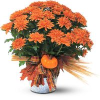 Cushion Mum Plant