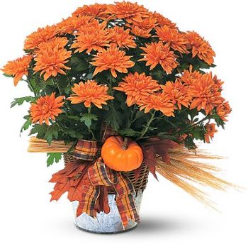Cushion Mum Plant
