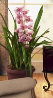 Cymbidium Orchid
