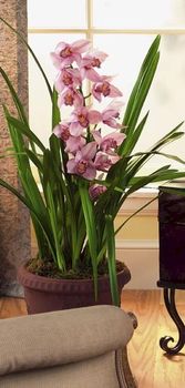 Cymbidium Orchid Plant (Dallas plants)