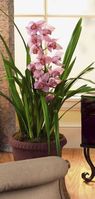 Cymbidium Orchid Plant (Dallas plants)