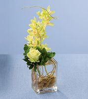 cymbidium orchids cymbidium orchids