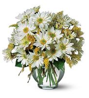 Daisy Cheer 