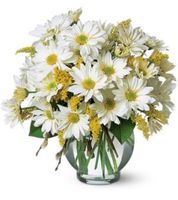 Daisy Cheer Daisy Cheer