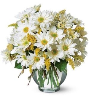 Daisy Cheer