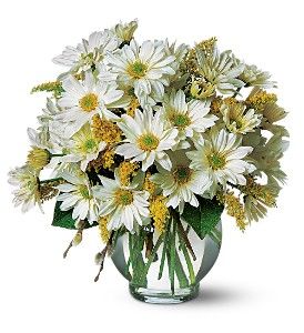 Daisy Cheer 