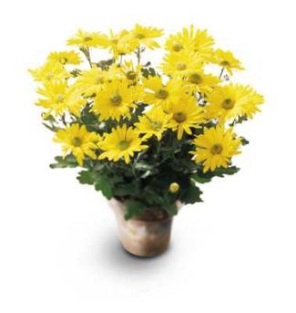 Daisy Chrysanthemum