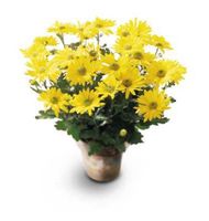 Daisy Chrysanthemum