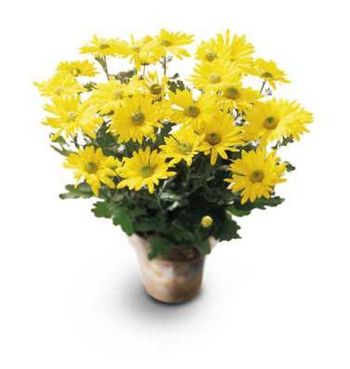 Daisy Chrysanthemum