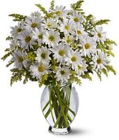 Daisy Days Flowers 