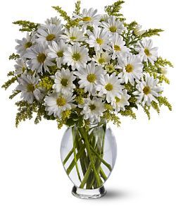 Daisy Days Flowers 