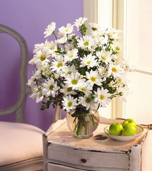 Daisy in Vase