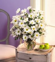 Daisy in Vase
