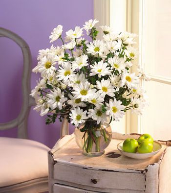 Daisy in Vase
