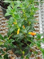 Dallas, TX Wholesale Plants, Blooming Plants, 