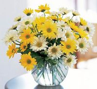 Dashing Daisies