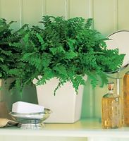 Decorative Fern