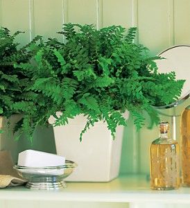 Decorative Fern