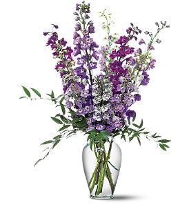 Delphinium Dreams 