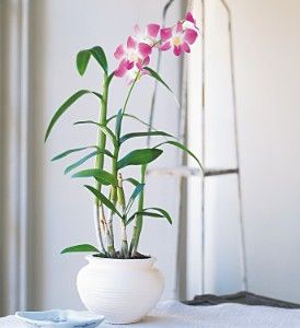 Dendrobium Orchid