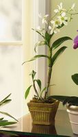 Dendrobium Orchid 