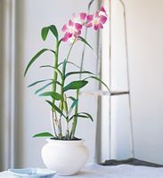 Dendrobium Orchid