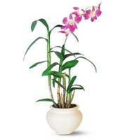 Dendrobium Orchid