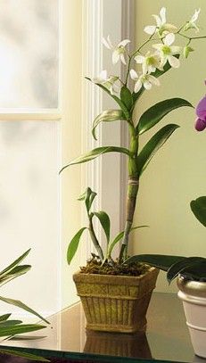 Dendrobium Orchid 