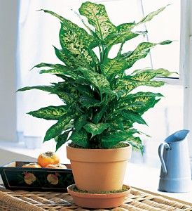 Dieffenbachia
