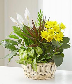 Dish Garden with Fresh Cuts
