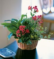 Dish Garden with Pinks