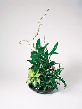 Dishgarden