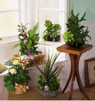 Dishgarden 