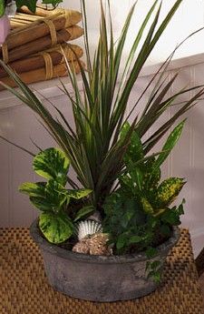Dishgarden