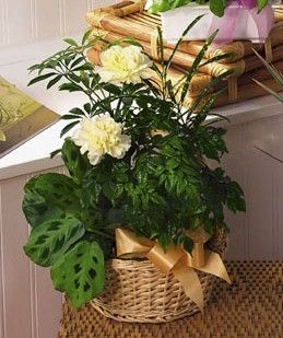 Dishgarden with flowers