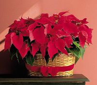 Double Poinsettia Basket
