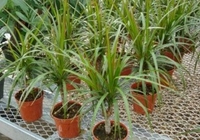 Dracaena
