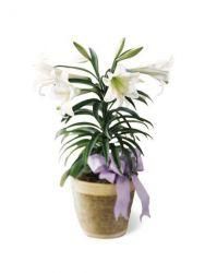 Easter Lily Plant